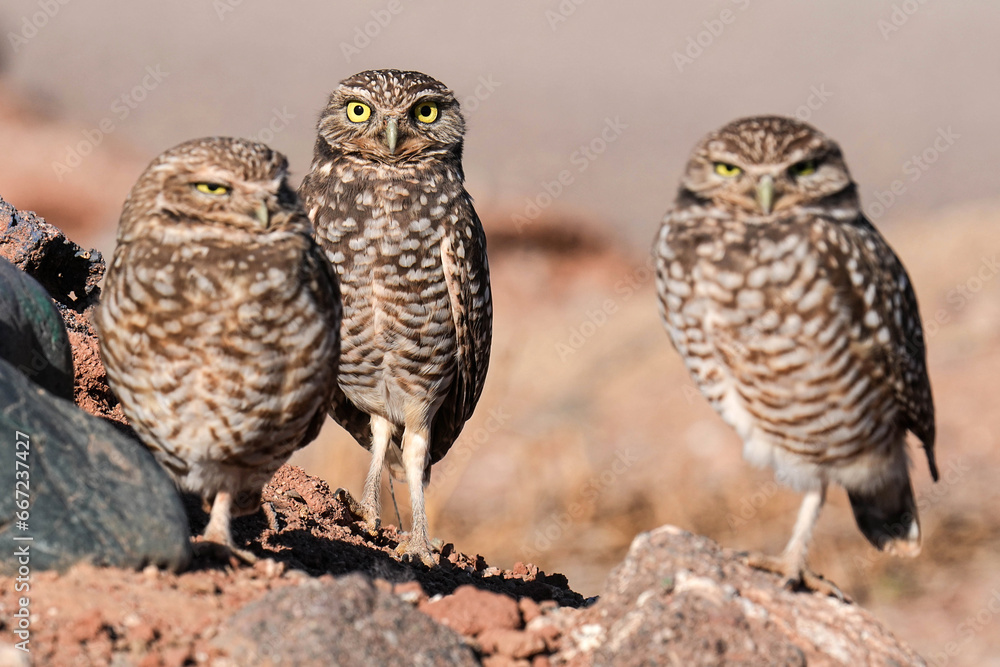 Burrowing Owls - Arizona Burrowing Owls - Arizona
