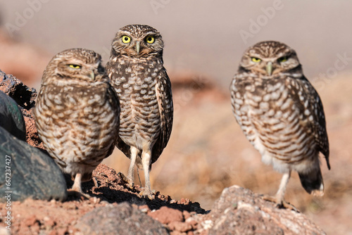 Burrowing Owls - Arizona