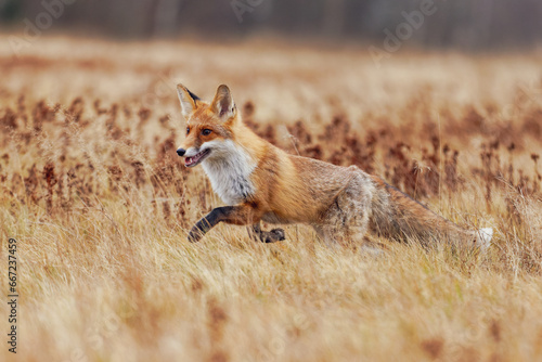 Fuchs rennt über eine dürre Wiese