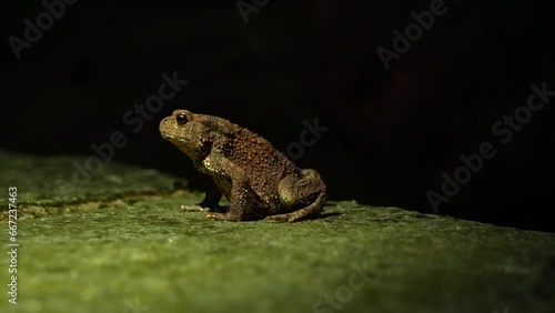 The brown toad moves through the forest area at night. Amphibian in summer in its natural habitat. Night life of small animals.