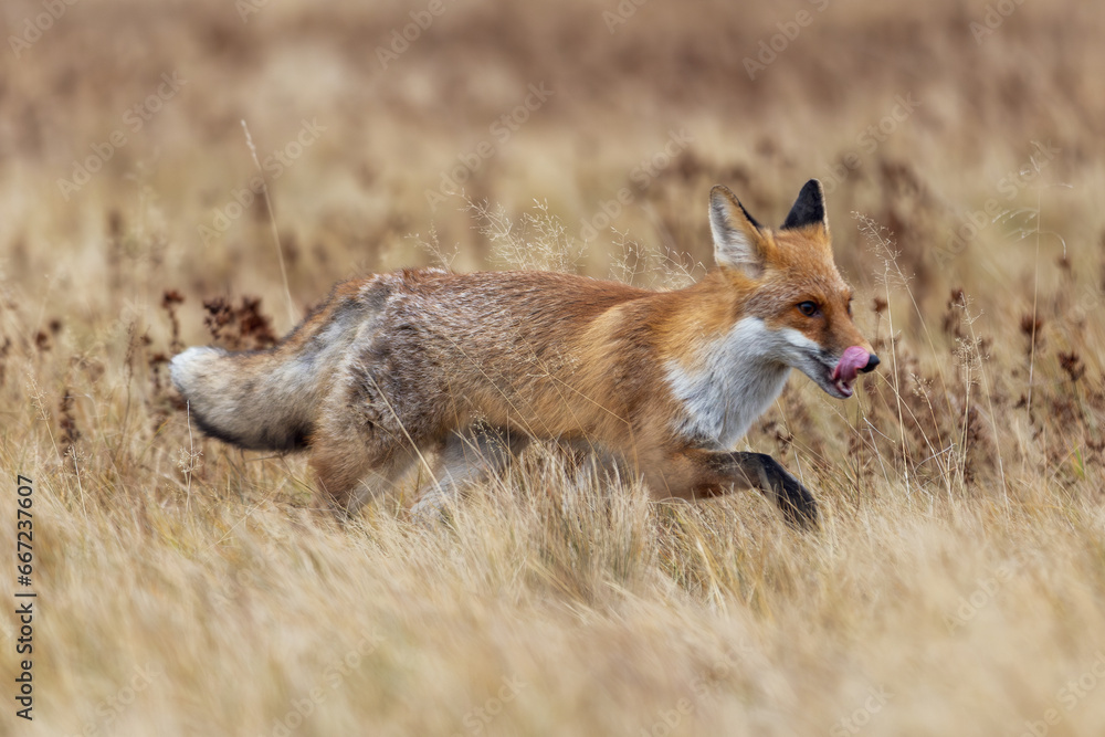 Fuchs rennt über eine dürre Wiese