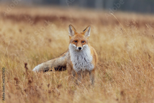 Fuchs blickt direkt in die Kamera