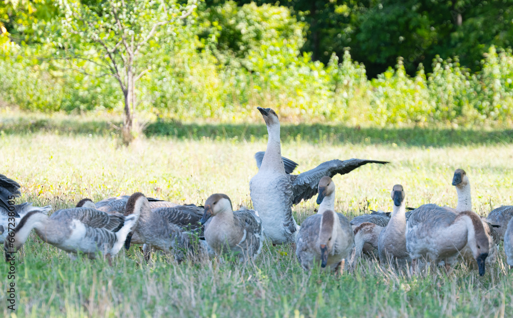 geese graze in the meadow