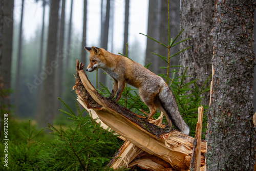 Fotografija Fuchs steht an Abbruchstelle eines Baumstammes