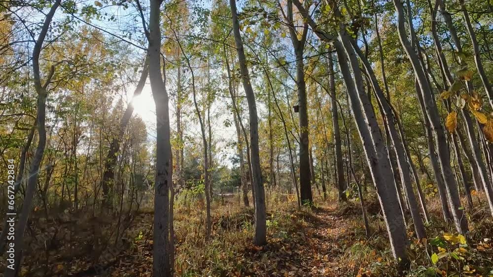 Virtual forest walk. POV shot on a gimbal. Sunny day, early autumn stroll. Natural background with sun rays shining through trees. 4K resolution High quality sounds of birds, forest and footsteps. Virtual forest walk. POV shot on a gimbal. Sunny day, early autumn stroll. Natural background with sun rays shining through trees. 4K resolution High quality sounds of birds, forest and footsteps.