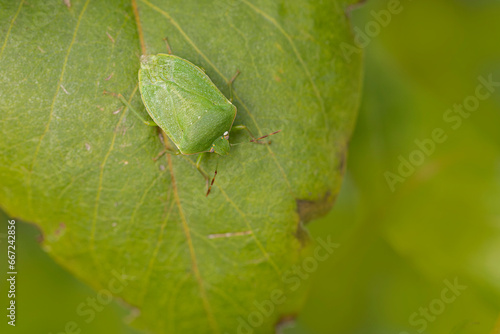 Pentatomidae Green stink bug Nezara viridula on a leaf photo