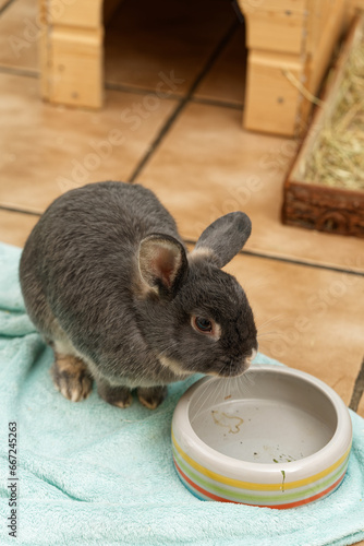 domestic rabbit eating at home