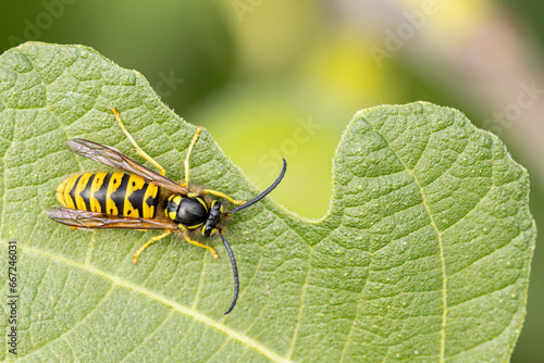 Common wasp Vespula germanica sitting on a leaf or fruit photo