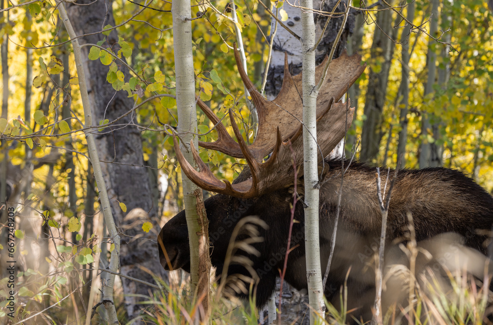 Bull Shiras Moose in Autumn in Wyoming Bull Shiras Moose in Autumn in Wyoming
