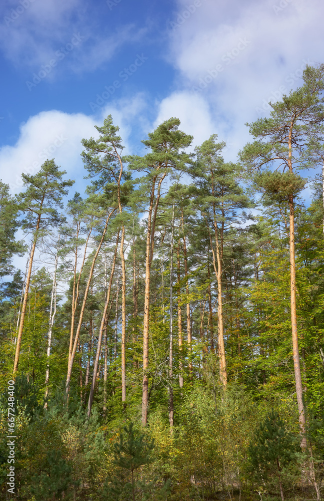 European pine trees against the sky. European pine trees against the sky.