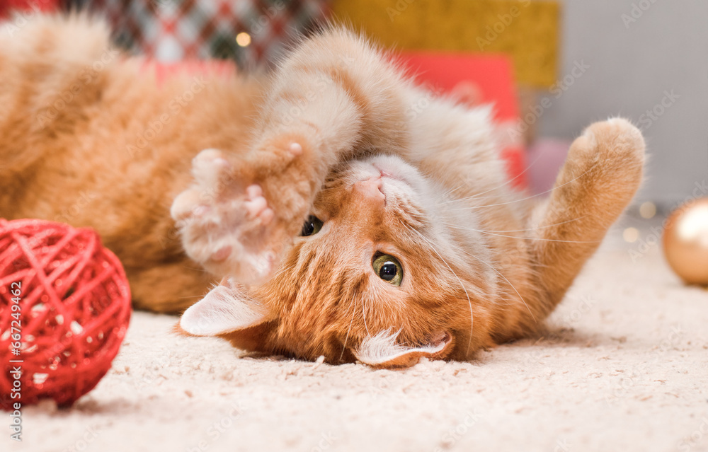 Fototapeta premium ginger cat lying on his back reaching for a toy