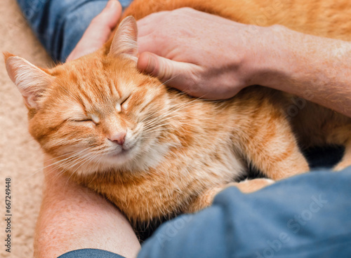 Ginger cat sleeps in owner's arms
