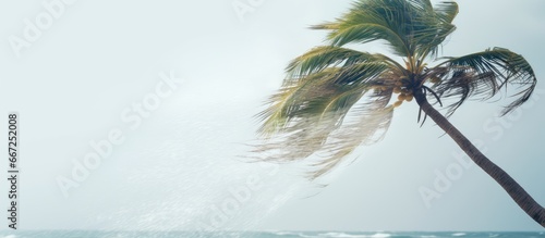 Hurricane Laura blows palm tree in Grand Cayman photo