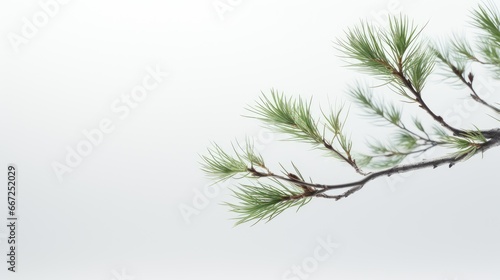 a pine branch against a clean white background  capturing the intricate details of nature s design.