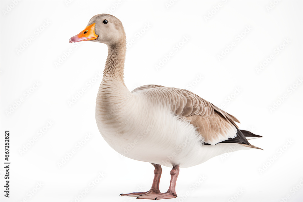 Gans freigestellt vor weißem Hintergrund Gans freigestellt vor weißem Hintergrund