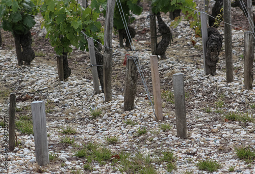 Εκτύπωση καμβά The stones making up the soil in the vineyards of the Medoc