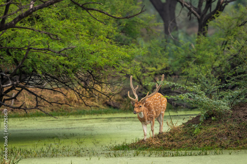 big antler male spotted deer or chital cheetal or axis axis in wild natural green scenic landscape background in winter outdoor wildlife safari at keoladeo national park bharatpur bird sanctuary india