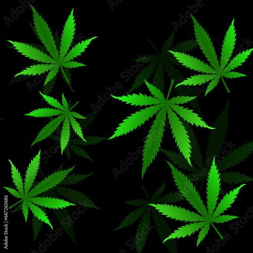 Cannabis leaves on black background. Vector illustration