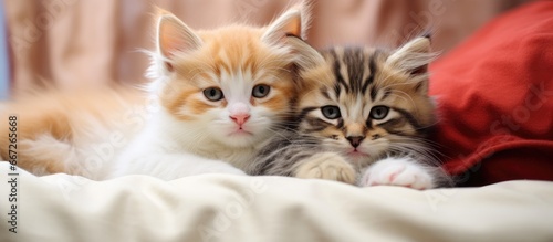Kittens enhance your day s beauty photo
