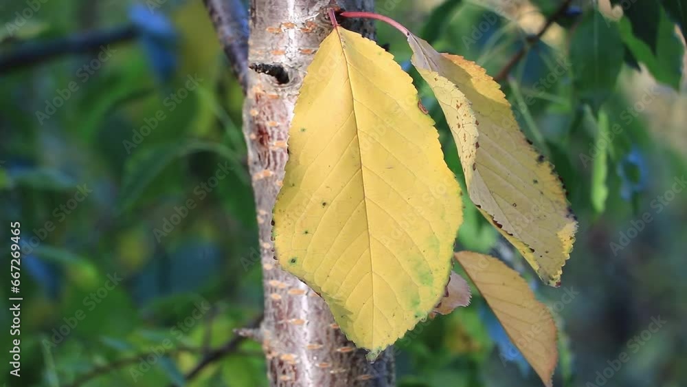 Autumn leaves on a cherry tree in the garden, close up