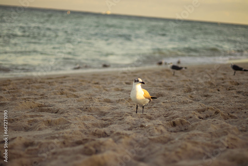 seagulls on the beach miami south florida usa
