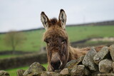 A Donkey (Equus asinus) peeping over a Drystone Wall, Lothersdale, North Yorkshire, UK