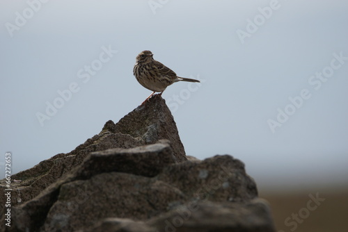 Meadow pipit ( Anthus pratensis) perched on a Drystone Wall on Elslack Moor, Lothersdale, North Yorkshire, UK photo
