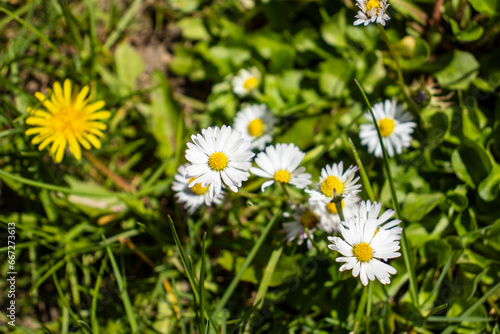  Beautiful blooming daisies in a lush summer meadow.
