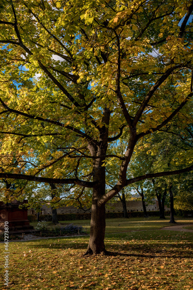 Beautiful sunny autumn in the Prague park at Vyšehrad. Maple tree shining in the sunlight.