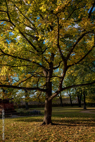 Beautiful sunny autumn in the Prague park at Vyšehrad. Maple tree shining in the sunlight.