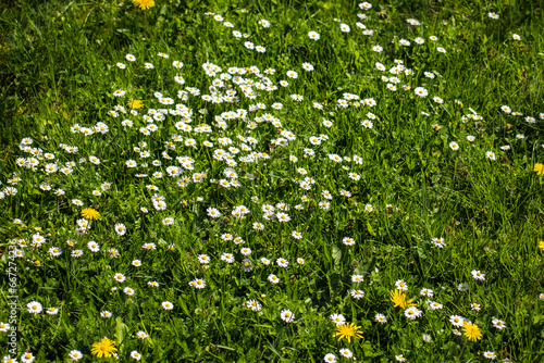  Picture of lovely white daisies blooming in a sunny summer meadow.