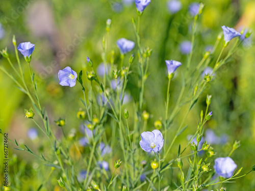 Blühender gemeiner Lein, Linum usitatissimum photo