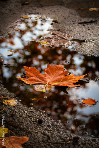 autumn leaves in water