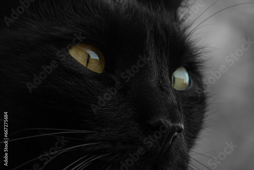 black and white cat