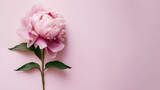 Close-up of a pink peony flower on a solid rose background matching the flower's tone.