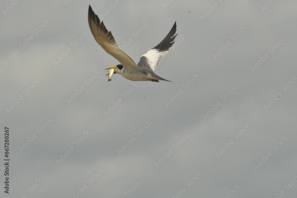 Fototapeta premium seagull flying in the sky