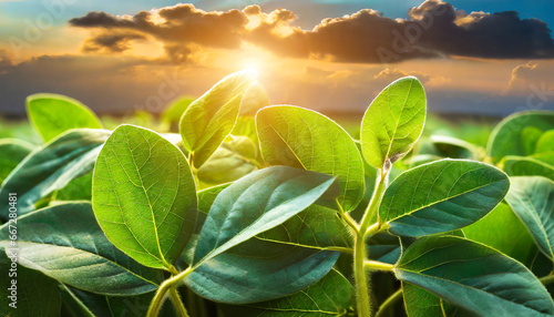 green immature soy close up fresh green soy plants on the field in summer leaves soy stretch towards the sun photo
