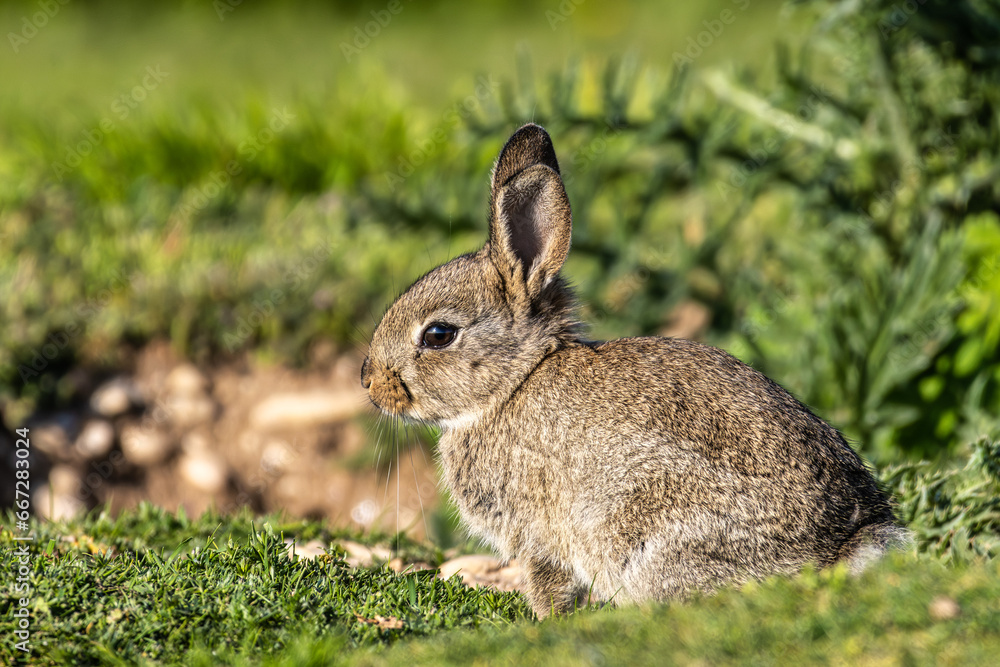 Fototapeta premium European rabbit, Common rabbit, Oryctolagus cuniculus sitting on a meadow at Munich