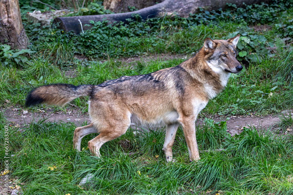 European Grey Wolf, Canis lupus in a german park European Grey Wolf, Canis lupus in a german park