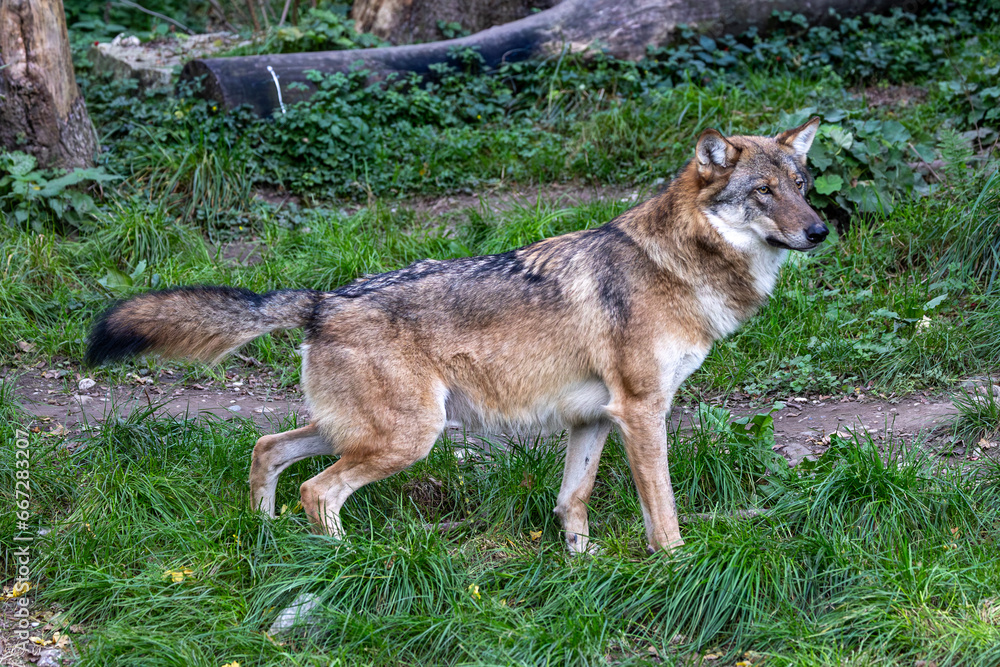 European Grey Wolf, Canis lupus in a german park