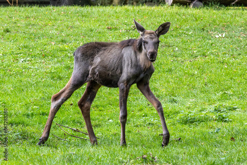 Baby of moose or elk, Alces alces is the largest extant species in the deer family.