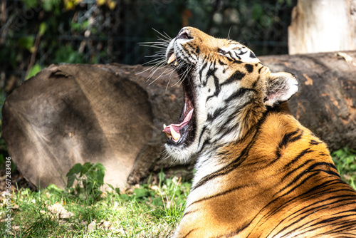 The Siberian tiger Panthera tigris altaica in a park