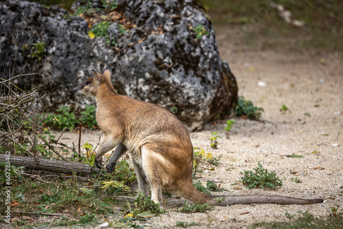 The agile wallaby  Macropus agilis also known as the sandy wallaby