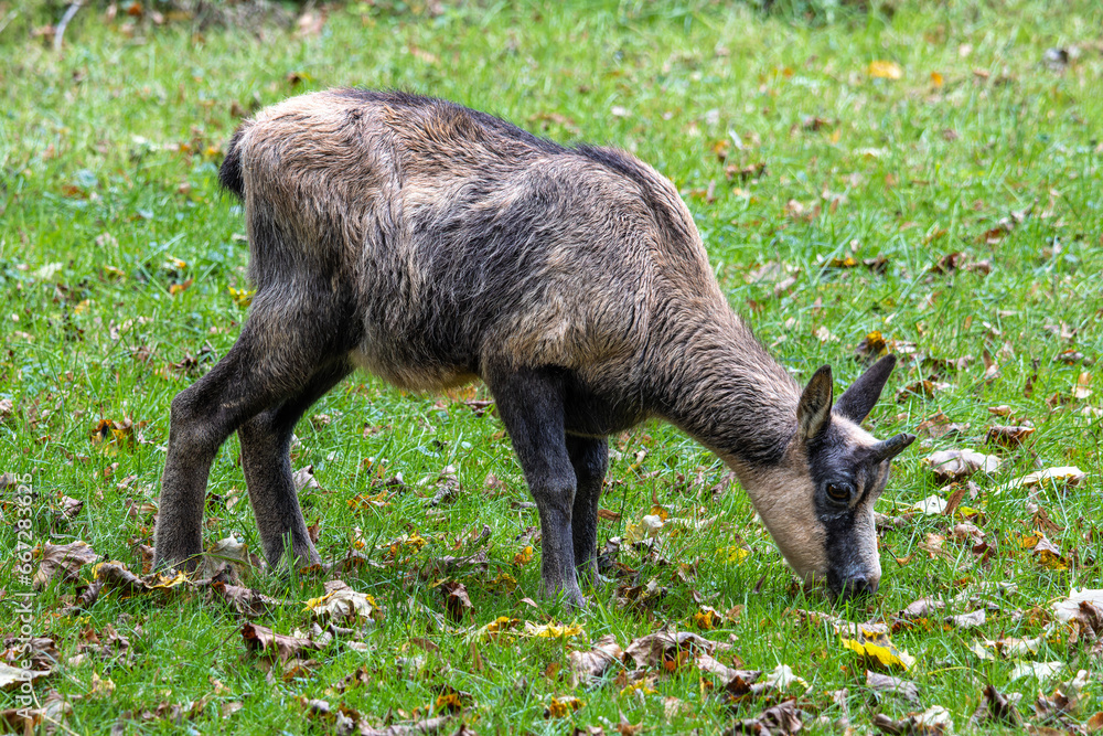 Apennine chamois, Rupicapra pyrenaica ornata, is living in Italy and Spain