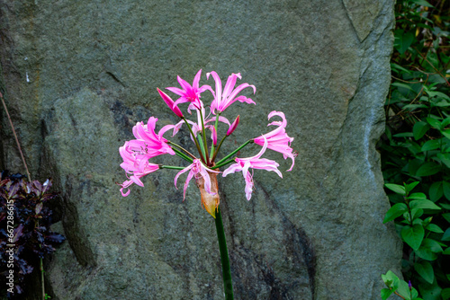 Autumn flowers in English country garden