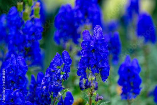 Autumn flowers in English country garden