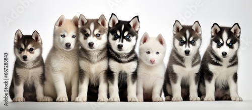 Adorable Siberian husky puppies