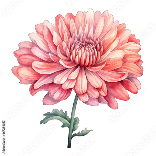 Chrysanthemum flower  isolated on white transparent PNG background