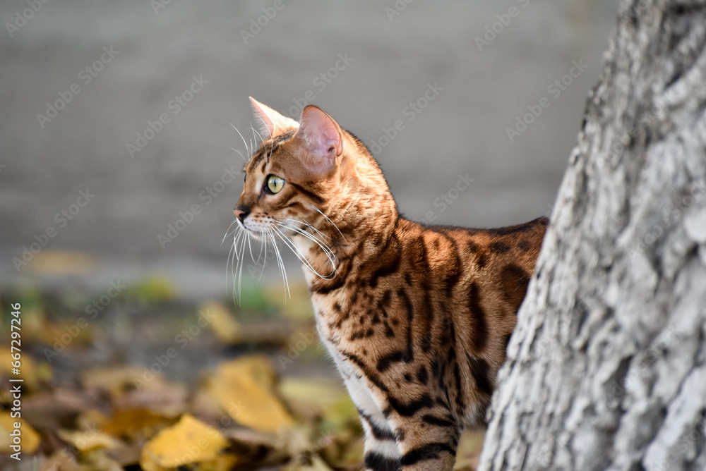 Bengal cat outdoors in autumn,portrait of  wild cat 