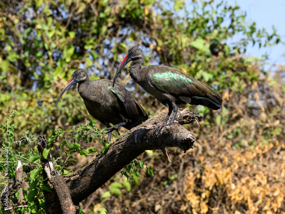 Two Hadada Ibises resting on broken tree trunk Two Hadada Ibises resting on broken tree trunk